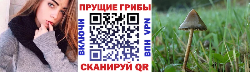 Галлюциногенные грибы Psilocybine cubensis  ОМГ ОМГ как зайти  Красково  как найти наркотики 